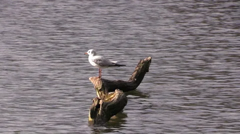 Seagull on an old tree in pond Vídeos de archivo 37032508