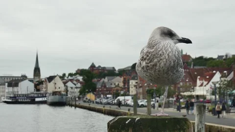 Seagull on one leg against the backdrop of a European city Stock-Footage 253327355