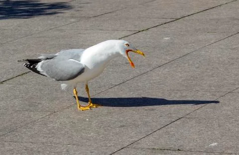 A seagull with an open beak Stock Photos