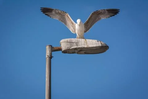 Seagull with open wings Stock Photos