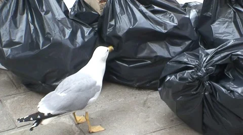 Seagull Opening Trash Bag Video stock 1059745