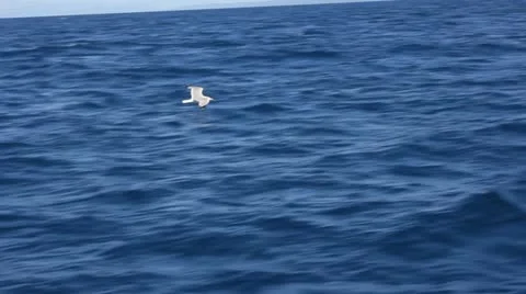 Seagull or peewit Stock-Footage 11206763