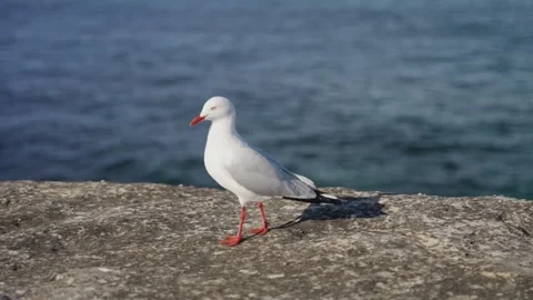 Seagull or red-billed silver gull walking on rock close to ocean in Sydney beach Stock Footage 288316069