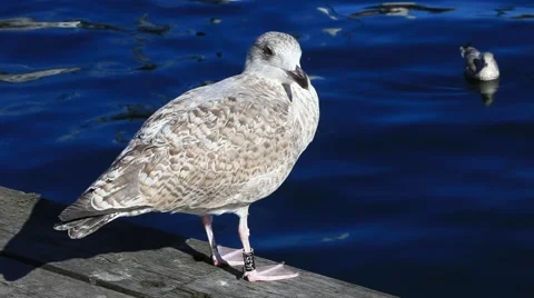 Seagull in Oslo, Norway Stock Footage 40066503
