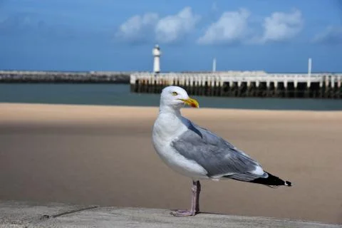 Seagull in Ostend Fotos Stock