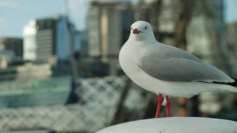 Seagull with out of focus Darling Harbour 4K Video stock 220687853