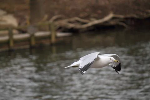 Seagull outdoors Stock Photos