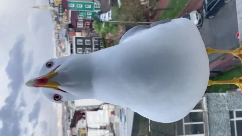 Seagull outside the window asks for food. A seagull outside the window. Stock Footage 274688476