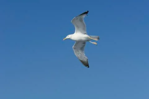 Seagull over the Aegean 03 Stock Photos