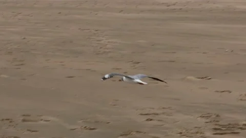 A seagull over the beach at Cape Vidal in the Isimangaliso Park in Southafrica Stock Footage 132925893