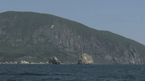 Seagull Over City On The Background Video stock 63295855