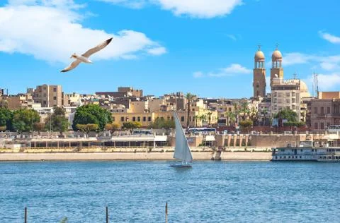 Seagull over Nile in Luxor Foto stock