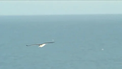 Seagull over ocean Stock Footage 77048802