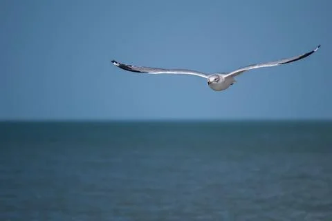Seagull over Ocean Stock Photos