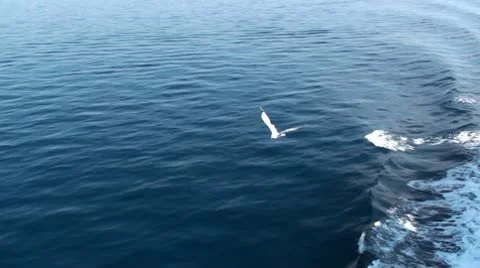 Seagull over the sea Vidéo 10724762
