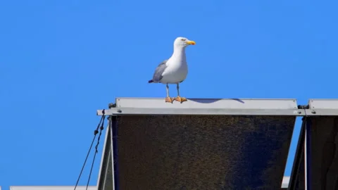 Seagull over solar panel Stockbeeldmateriaal 303506687