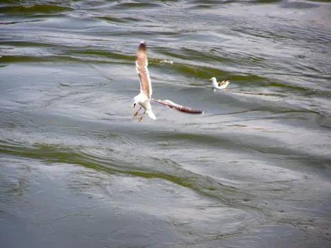 Seagull over the water Foto stock