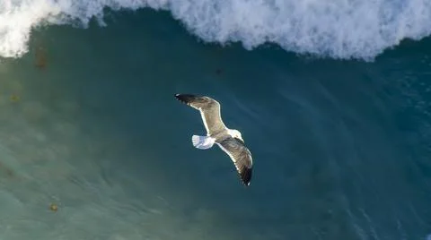 Seagull over wave 库存照片
