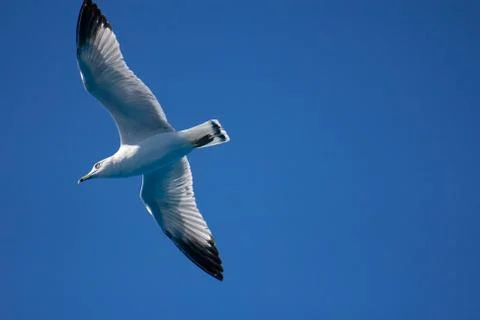 Seagull Overhead Foto stock