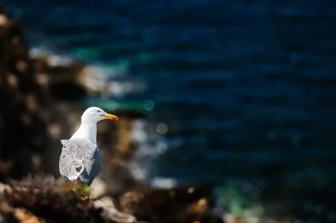 A seagull overlooking the cliffs Stock Photos