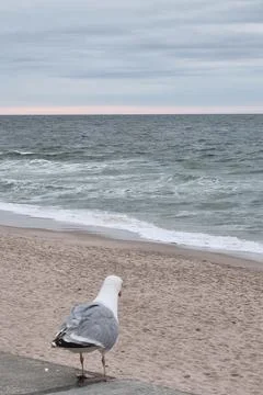 Seagull Overlooking Ocean at Dusk on Tranquil Beach Stock Photos