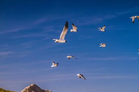 The Seagull Pack 库存照片