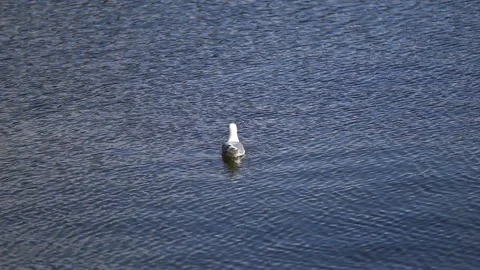 Seagull Paddling in the Ocean Stock Footage 172116732