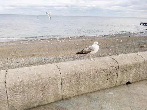Seagull on the parapet. Foto stock