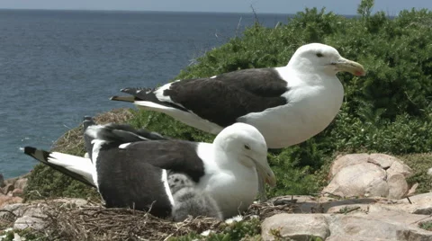 Seagull parents with two chicks Stock Footage 59576636