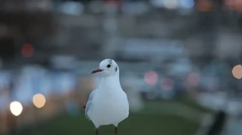 Seagull in Paris Stock Footage 12549105