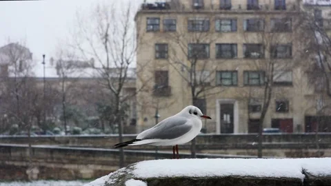 Seagull in Paris, in the snow Stock Footage 194976893