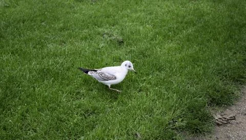 Seagull in park Stock Photos