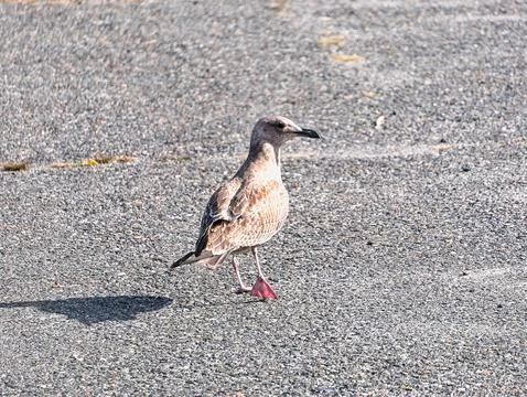 Seagull in Parkinglot Stock Photos