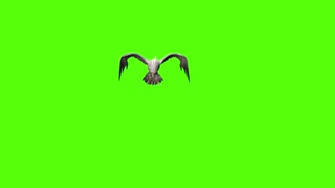 Seagull Pass out Green Screen Animation 4k Rendering Video stock 296203779
