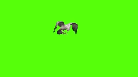 Seagull Pass out Green Screen Animation 4k Rendering Video stock 296203781