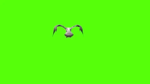 Seagull Pass out Green Screen Animation 4k Rendering Video stock 296203783