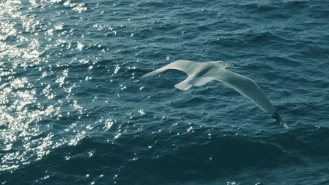 Seagull passing by Stock-Footage 222010556
