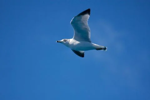 Seagull Passing By Stock Photos
