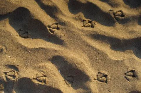 Seagull path Stock Photos