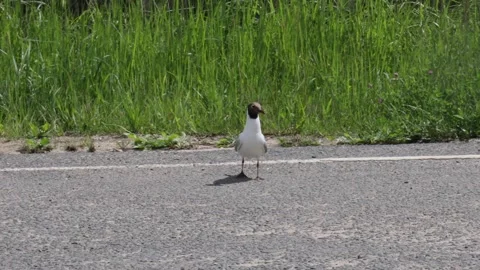 A seagull on a paved road in the summertime Stock Footage 277971359