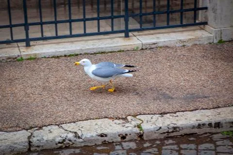 Seagull on the pavement Stock Photos