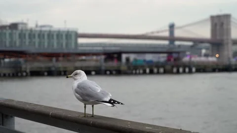 Seagull peacefully hovering by river with stunning bridge visible in background Vidéo 291639844