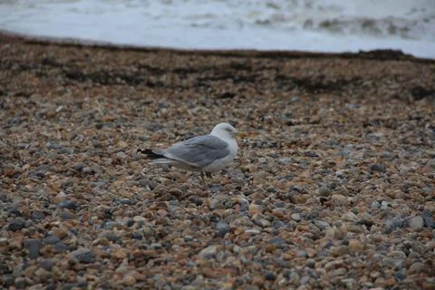 Seagull by the pebble beach Stock Photos