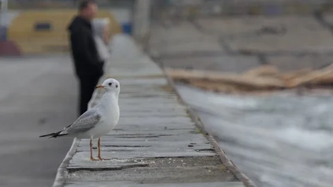 Seagull pecking bread crumbs. Stock-Footage 116811901