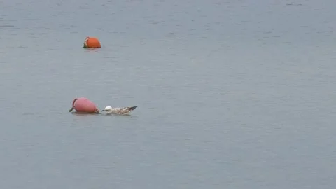 Seagull pecking buoy Stock Footage 219011555
