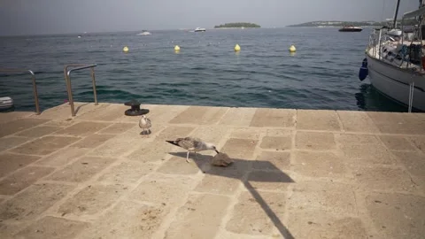 Seagull pecking at a garbage bag - environmental pollution Stock Footage 282356268