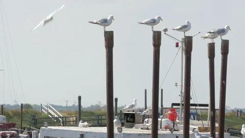Seagull pecking order Stock Footage 92181870