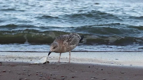 Seagull pecks at a fish on a sandy beach Stock Footage 284108351