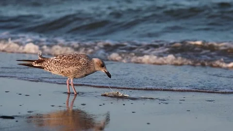 Seagull pecks at a fish on a sandy beach Stock Footage 284108464