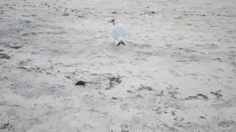A seagull pecks at a fish on a sandy beach, surrounded by... Stock Footage 317702892